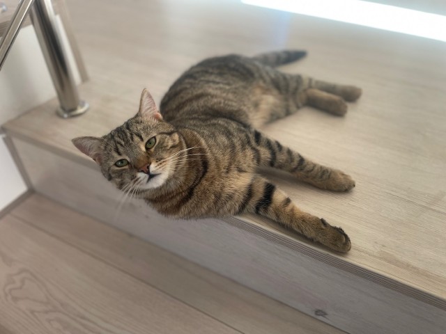 Котовторник продолжается