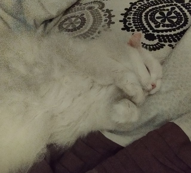 Спящий кот
