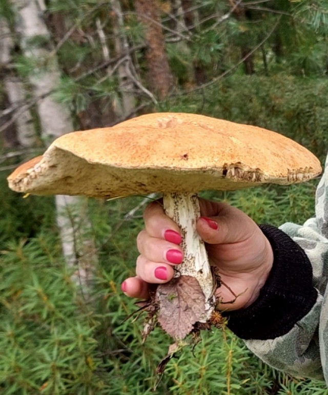 Сходил по грибы