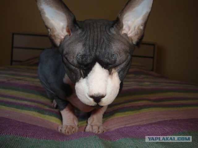 "Инопланетный" котэ