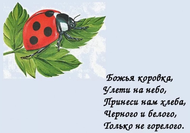 Чем питается божья коровка?