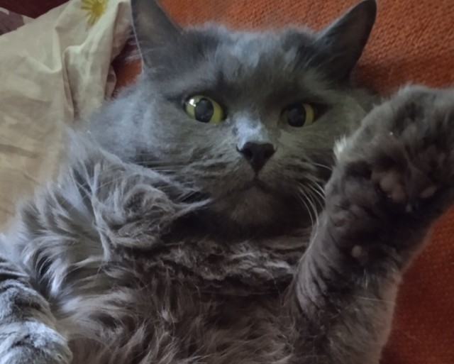 Котовторник.Наши модели
