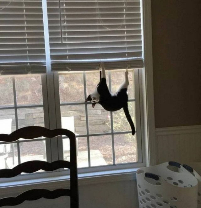 Чутка кошек