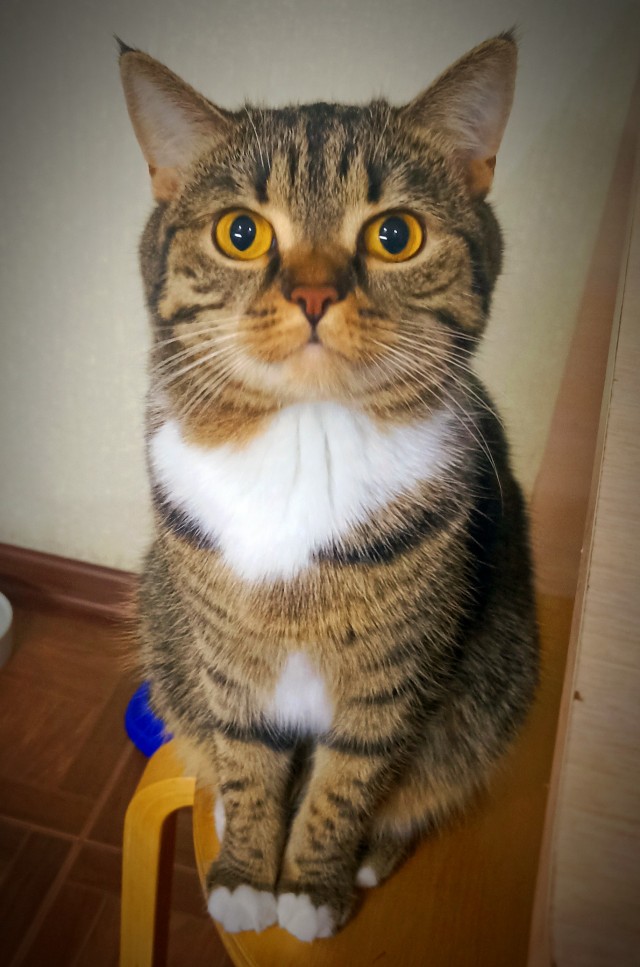 Вот и мой кот