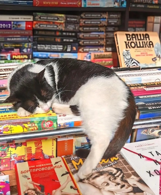 Крымский котик⁠