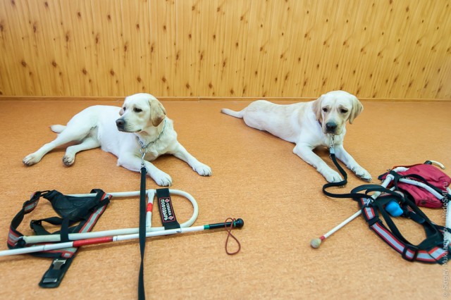 Золотые собаки