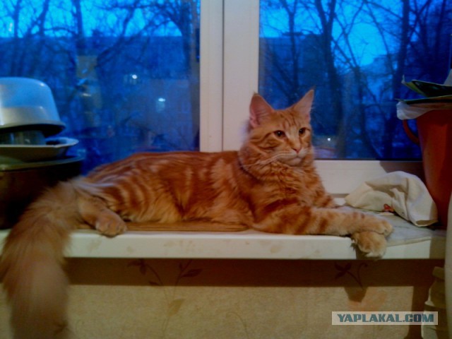 Котовторник 04.03.2014