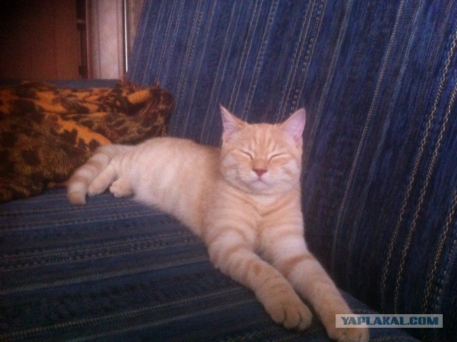 Котовторник 6.05.2014
