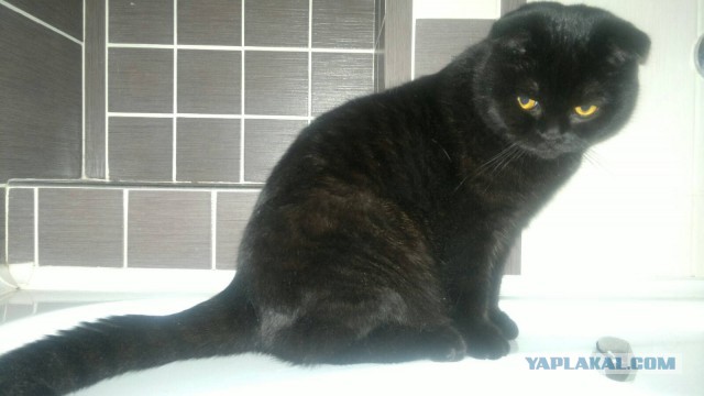 Котовторник 22.07.14