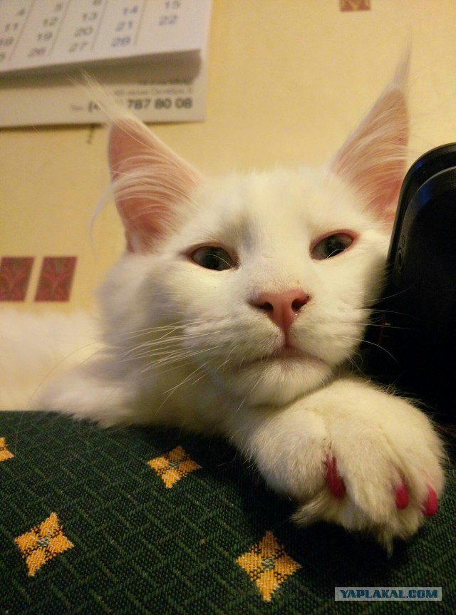 Котовторник