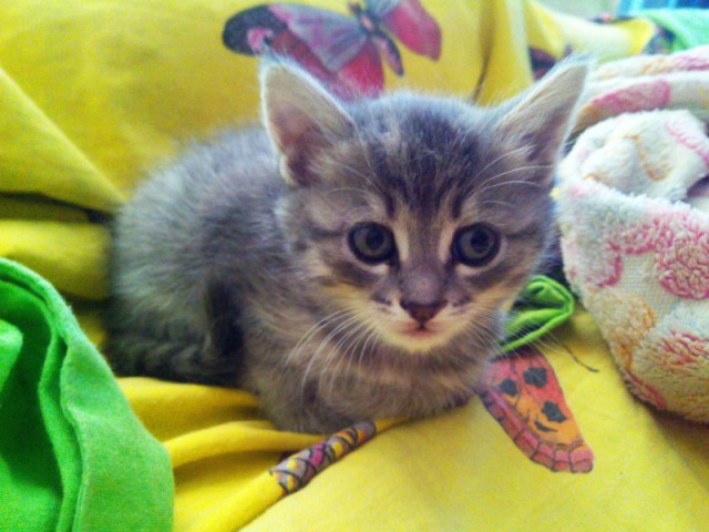 Котовторник   02.06.2015