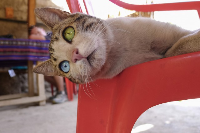 Котэподборка