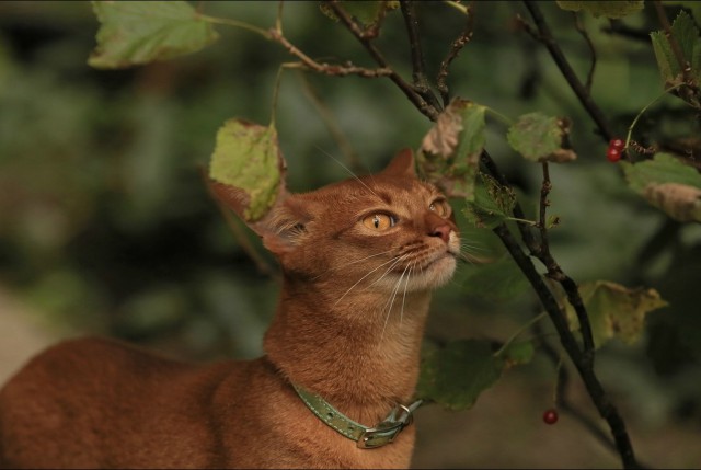 Котовторник 15-09-2015 !