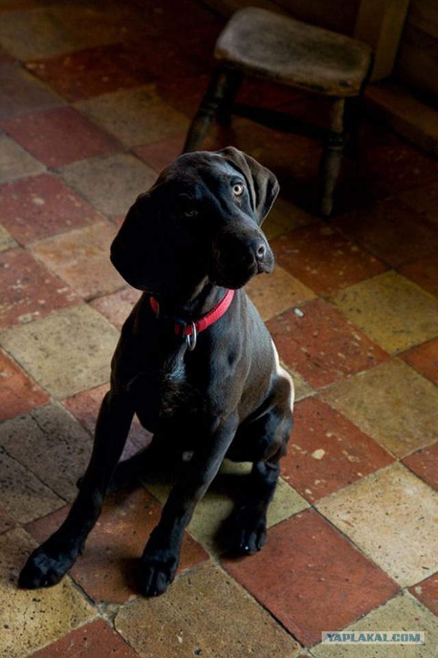 Собакочетверг