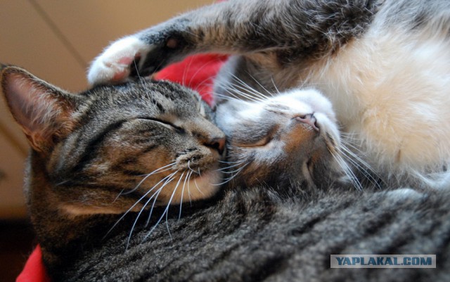Котовторник 19.01.2016