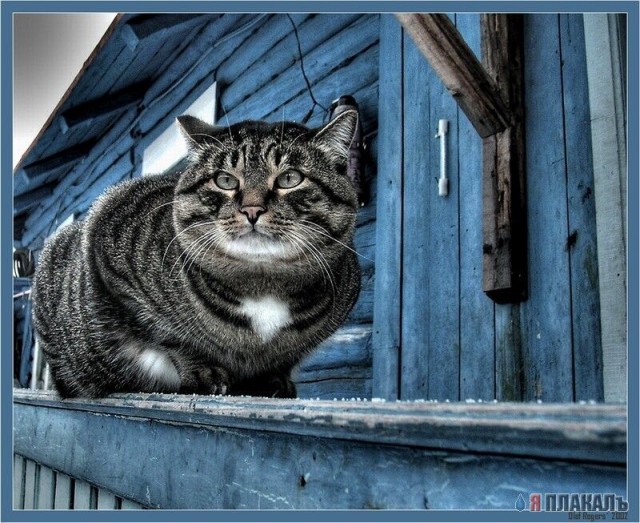 Коты, кошки, котята