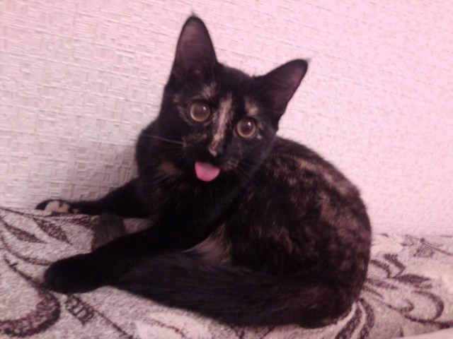 Кое-что о Камышовых  котах