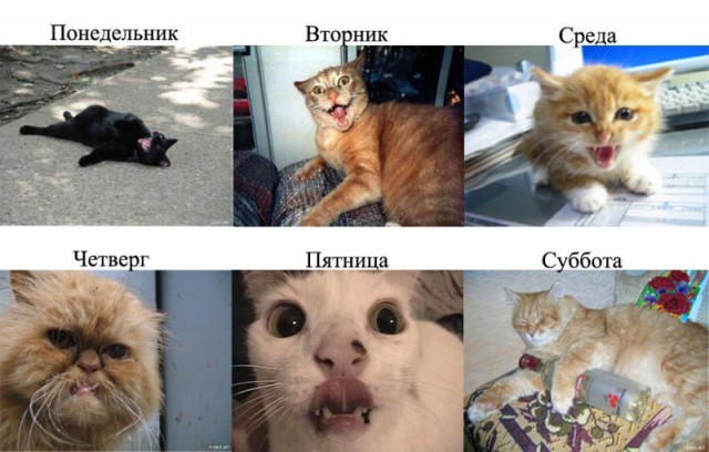 Демы к котовторнику!