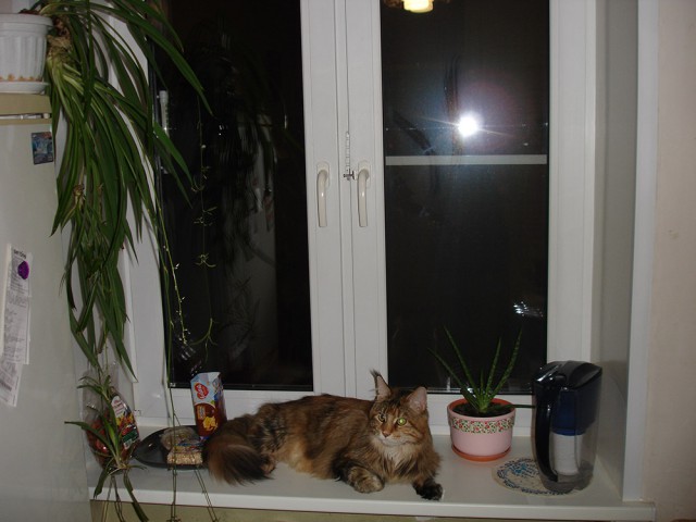 Уже лев или еще кот?