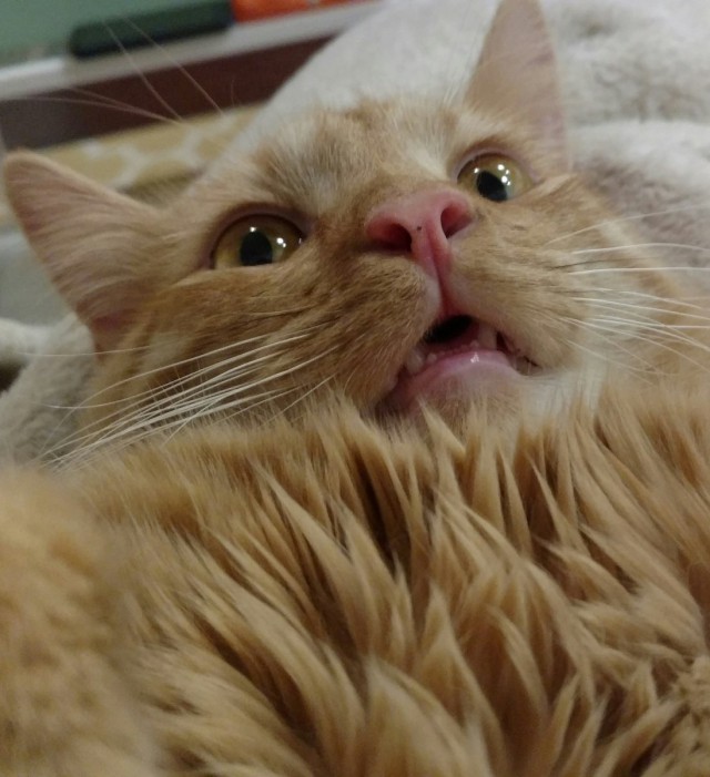 Коты из сети