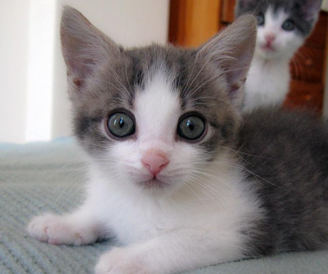 Коты из сети