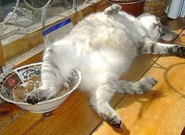 Коты и Кошки