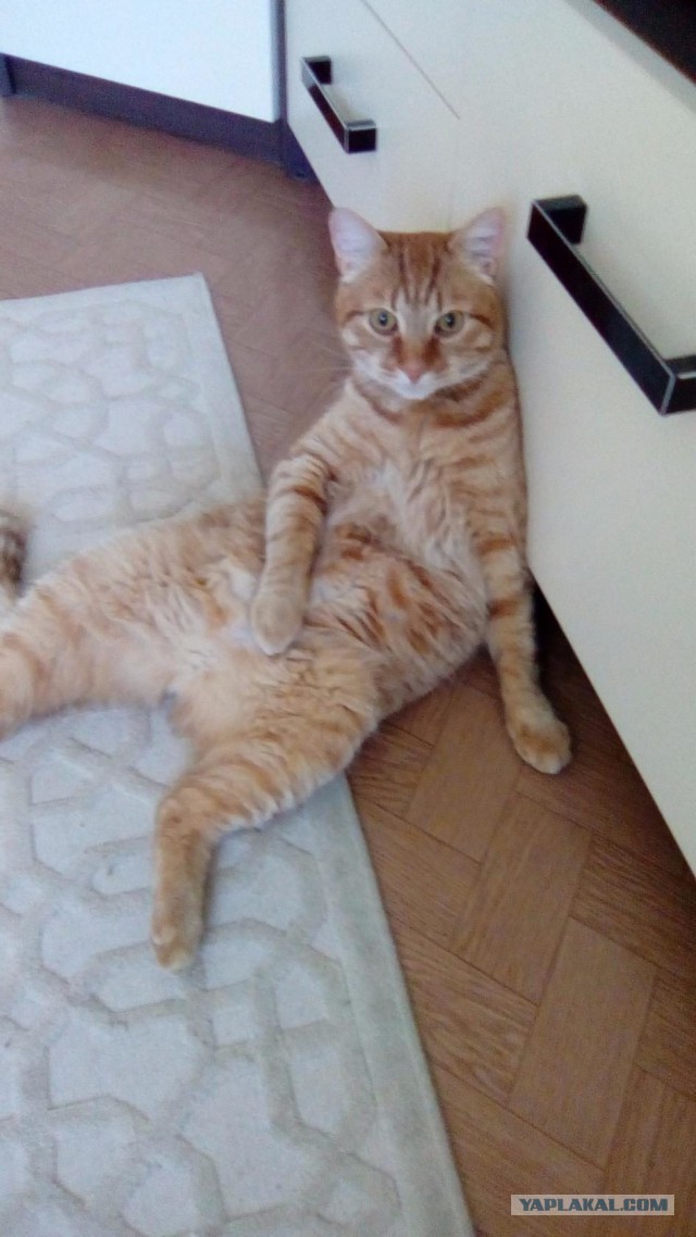 Кот - ждун