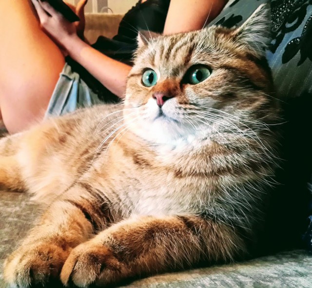 Котовторник 07.11.2017