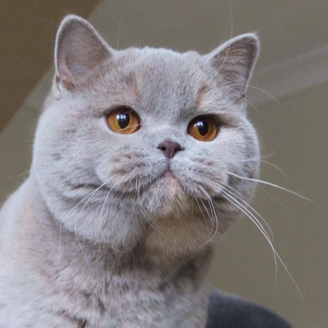 Коты и Кошки