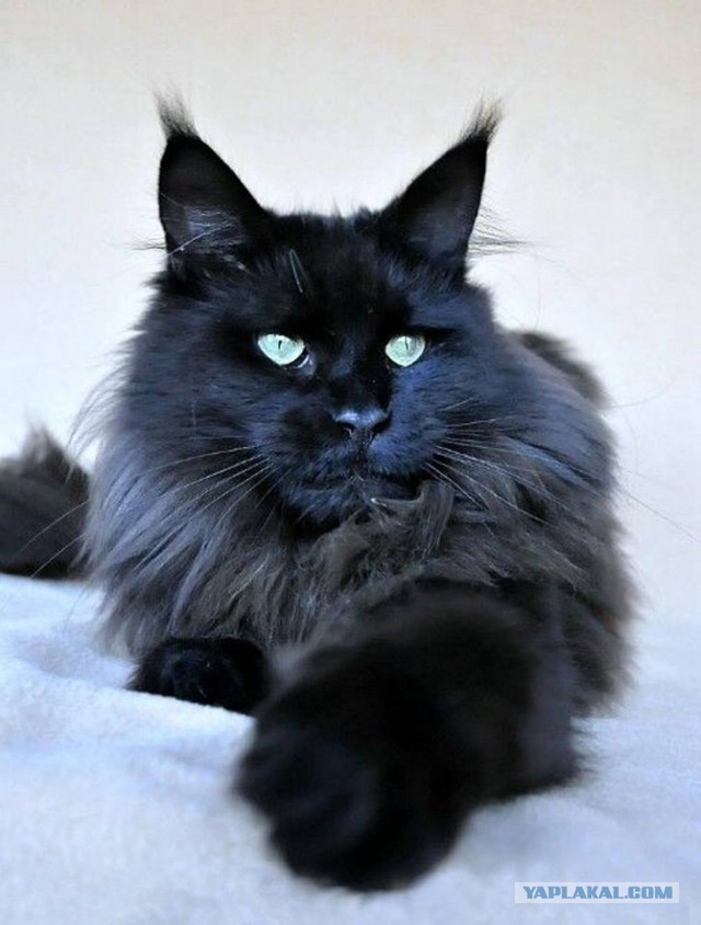 Котовторник 9.01.2018