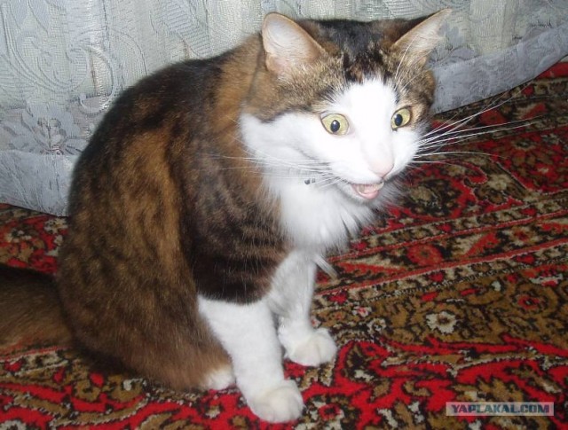 Котовторник начался