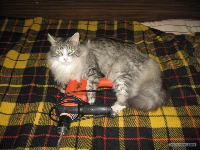 Котовторник (21.02.2012)