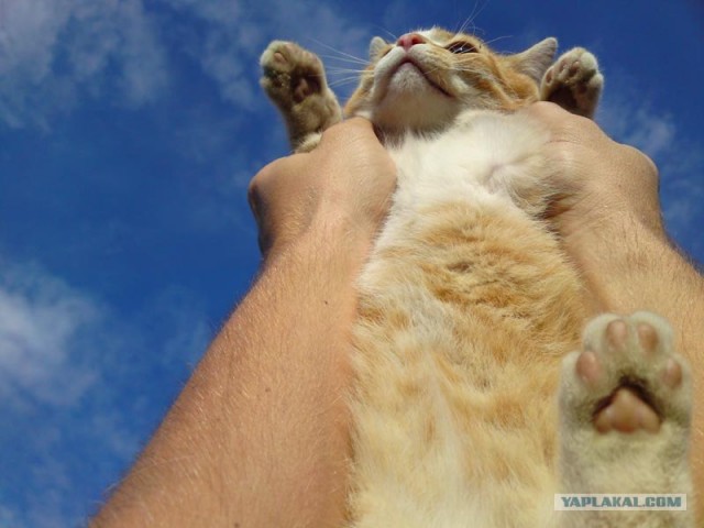 Котовторник 27.03.2012