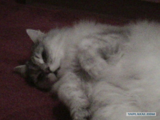 Котовторник (15.05.2012)