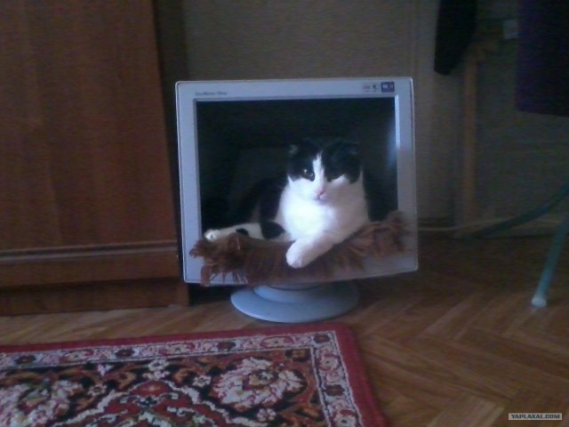 Котовторник  28.08.12