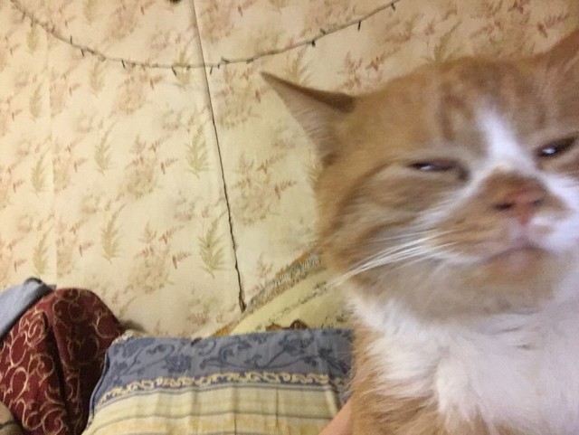 Забавные фото котеек