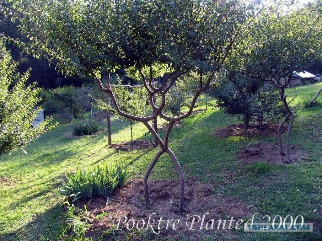 10 удивительных созданий растительного мира