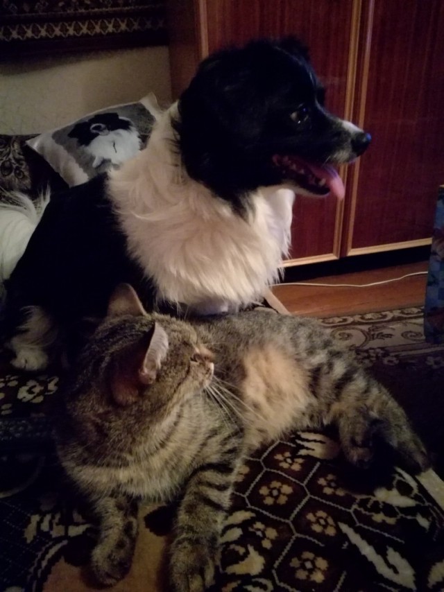 Уже не котовторник, но еще и не собакочетверг