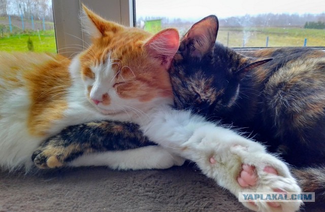 Котовторник *новогодний* 31/12/2019