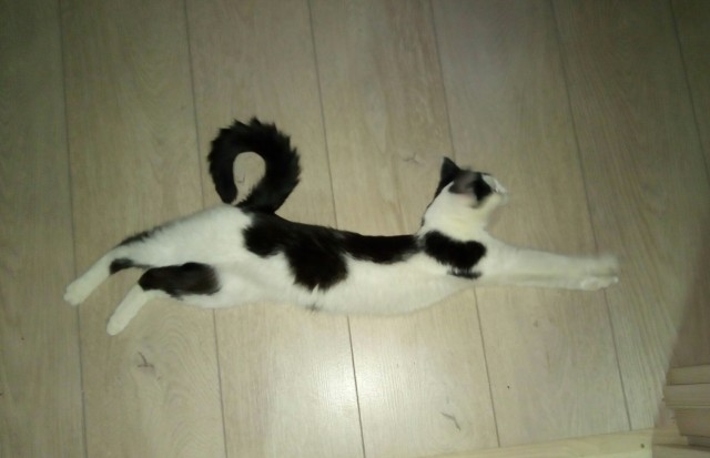 Давайте по котикам, которые с нами на самоизоляции