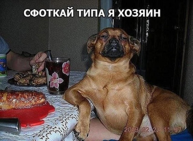 Забавные шутки, картинки и фразы из этих ваших интернетов