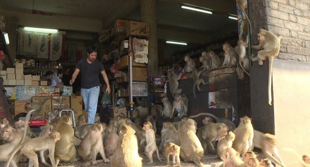 Полчища голодных обезьян захватили город и победили полицейских