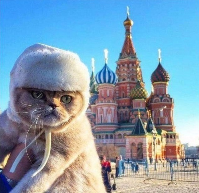Глазки отдохните: подборка живности всякой