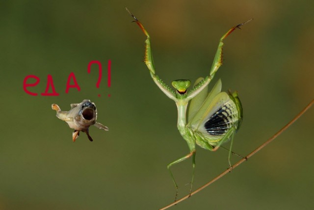 Фотожаба: "Чо?"