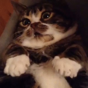 Почему вам нужно завести котов