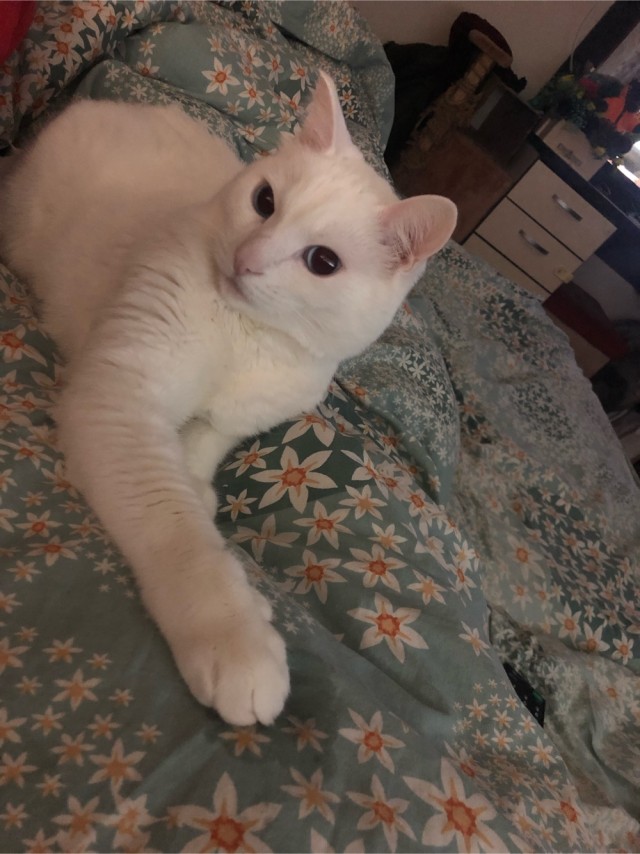 Долой политику, ура котикам!