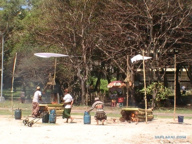 Они живут только 40 лет