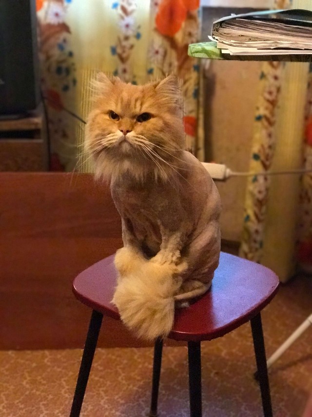 Котовторник 1.11.22