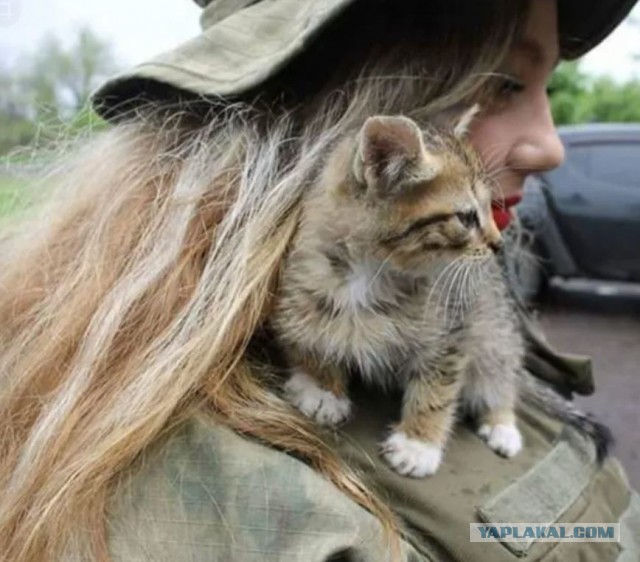 Тактический кот.