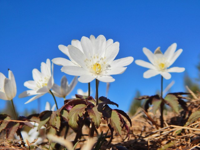 Природа Южного Урала